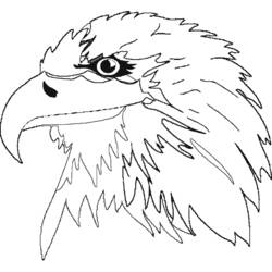 Раскраска: орел (Животные) #341 - Раскраски для печати