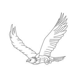 Раскраска: орел (Животные) #353 - Раскраски для печати