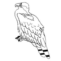Раскраска: орел (Животные) #373 - Бесплатные раскраски для печати