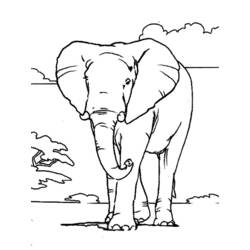 Раскраска: слон (Животные) #6301 - Бесплатные раскраски для печати
