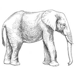 Раскраска: слон (Животные) #6366 - Раскраски для печати