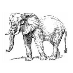Раскраска: слон (Животные) #6389 - Бесплатные раскраски для печати