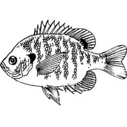 Раскраска: рыба (Животные) #17148 - Раскраски для печати