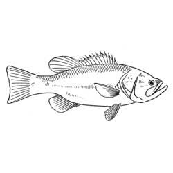 Раскраска: рыба (Животные) #17170 - Раскраски для печати