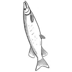 Раскраска: рыба (Животные) #17194 - Бесплатные раскраски для печати