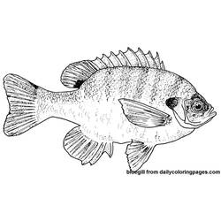 Раскраска: рыба (Животные) #17211 - Бесплатные раскраски для печати