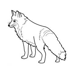 Раскраска: лисица (Животные) #14967 - Раскраски для печати