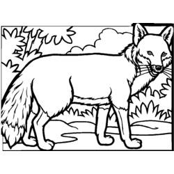 Раскраска: лисица (Животные) #14977 - Раскраски для печати