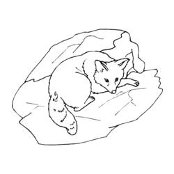 Раскраска: лисица (Животные) #15019 - Раскраски для печати