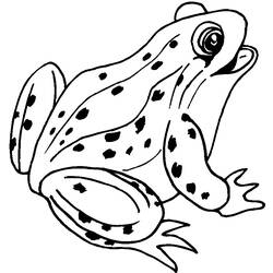 Раскраска: лягушка (Животные) #7570 - Раскраски для печати