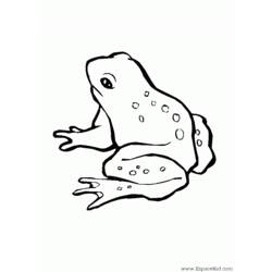Раскраска: лягушка (Животные) #7592 - Раскраски для печати