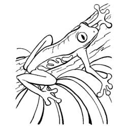 Раскраска: лягушка (Животные) #7646 - Раскраски для печати