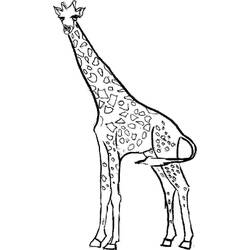 Раскраска: жираф (Животные) #7219 - Раскраски для печати