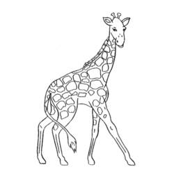 Раскраска: жираф (Животные) #7220 - Раскраски для печати