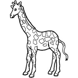 Раскраска: жираф (Животные) #7225 - Раскраски для печати