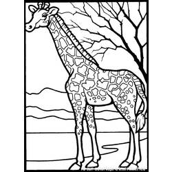 Раскраска: жираф (Животные) #7231 - Раскраски для печати