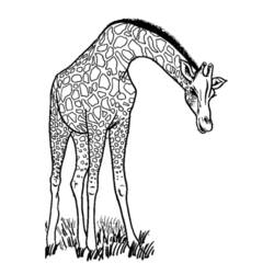Раскраска: жираф (Животные) #7234 - Бесплатные раскраски для печати