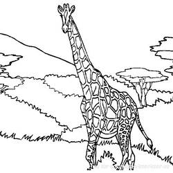Раскраска: жираф (Животные) #7240 - Бесплатные раскраски для печати