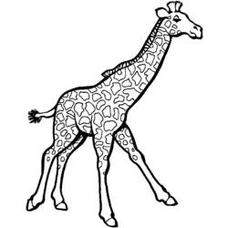 Раскраска: жираф (Животные) #7246 - Раскраски для печати