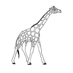 Раскраска: жираф (Животные) #7260 - Раскраски для печати