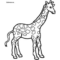 Раскраски: жираф - Раскраски для печати