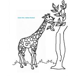 Раскраска: жираф (Животные) #7265 - Раскраски для печати