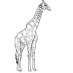 Раскраска: жираф (Животные) #7268 - Раскраски для печати
