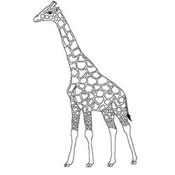 Раскраска: жираф (Животные) #7275 - Раскраски для печати