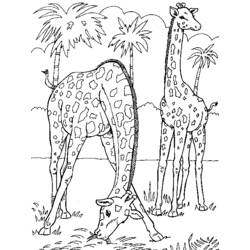 Раскраска: жираф (Животные) #7277 - Бесплатные раскраски для печати