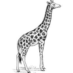 Раскраска: жираф (Животные) #7297 - Раскраски для печати