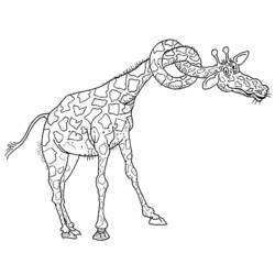 Раскраска: жираф (Животные) #7301 - Бесплатные раскраски для печати