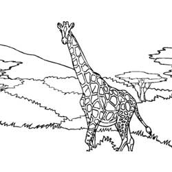 Раскраска: жираф (Животные) #7305 - Раскраски для печати