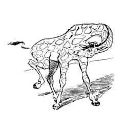 Раскраска: жираф (Животные) #7317 - Бесплатные раскраски для печати