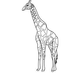 Раскраска: жираф (Животные) #7362 - Раскраски для печати