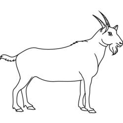 Раскраска: коза (Животные) #2365 - Раскраски для печати