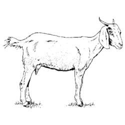 Раскраска: коза (Животные) #2370 - Раскраски для печати