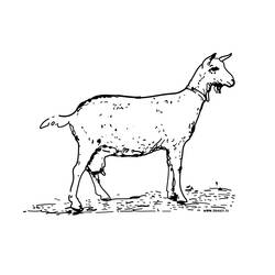 Раскраска: коза (Животные) #2376 - Раскраски для печати