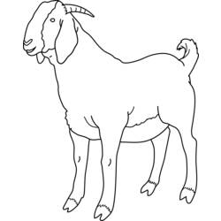 Раскраска: коза (Животные) #2381 - Раскраски для печати