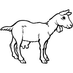 Раскраска: коза (Животные) #2408 - Раскраски для печати