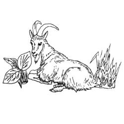 Раскраска: коза (Животные) #2418 - Раскраски для печати