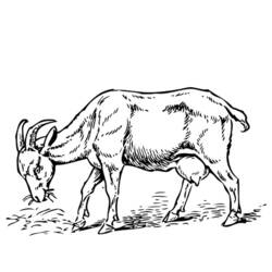 Раскраска: коза (Животные) #2449 - Раскраски для печати