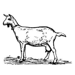 Раскраска: коза (Животные) #2465 - Раскраски для печати