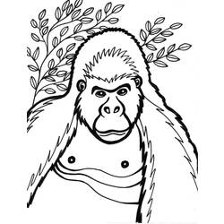 Раскраска: горилла (Животные) #7431 - Раскраски для печати