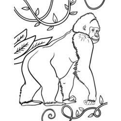 Раскраска: горилла (Животные) #7442 - Раскраски для печати