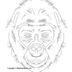 Раскраска: горилла (Животные) #7463 - Бесплатные раскраски для печати