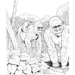 Раскраска: горилла (Животные) #7464 - Раскраски для печати