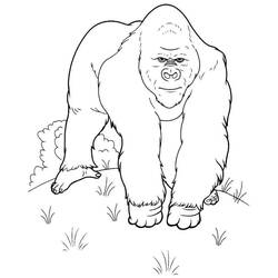 Раскраска: горилла (Животные) #7477 - Раскраски для печати