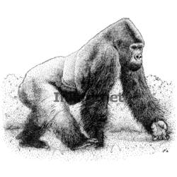 Раскраска: горилла (Животные) #7563 - Бесплатные раскраски для печати