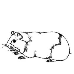 Раскраска: Индейка свинья (Животные) #18486 - Раскраски для печати