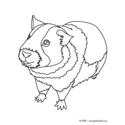 Раскраска: Индейка свинья (Животные) #18493 - Раскраски для печати